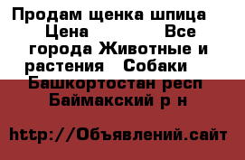 Продам щенка шпица.  › Цена ­ 15 000 - Все города Животные и растения » Собаки   . Башкортостан респ.,Баймакский р-н